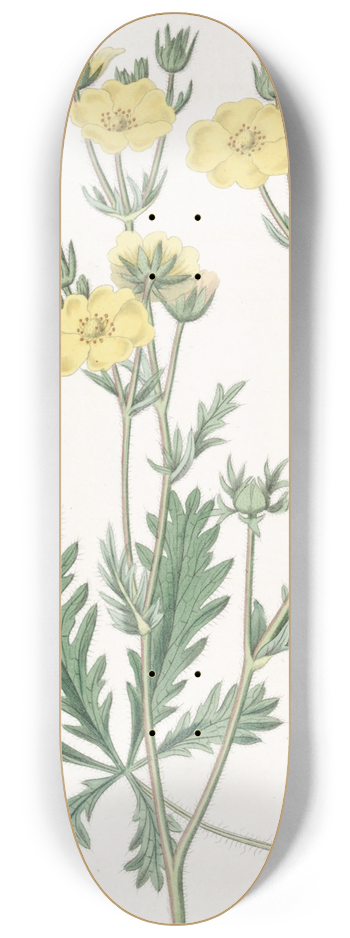 Sydenham Edwards - Jagged-leaved Cinquefoil 8.25 inch art skate deck