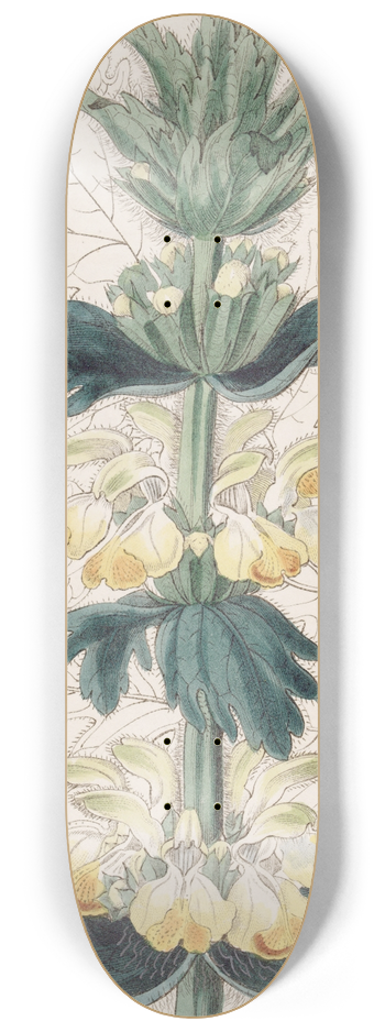 Sydenham Edwards - Jag-leaved Desert-rod 8.25 inch art skate deck