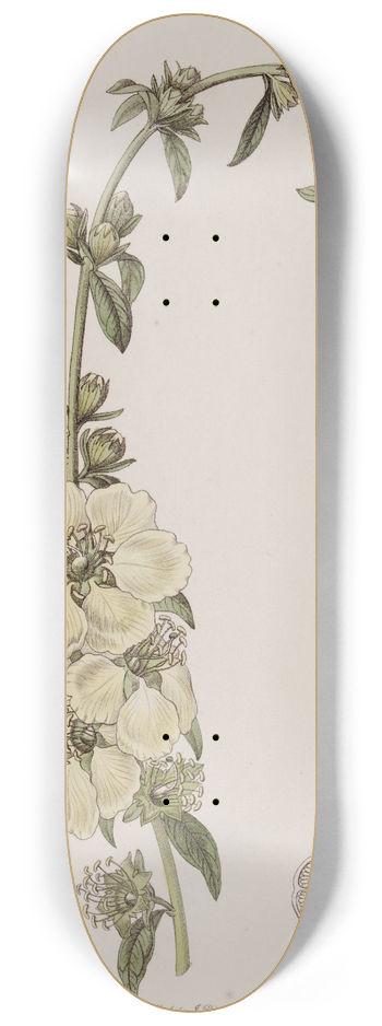 Sydenham Edwards - Large-flowered Heimia 8.25 inch art skate deck