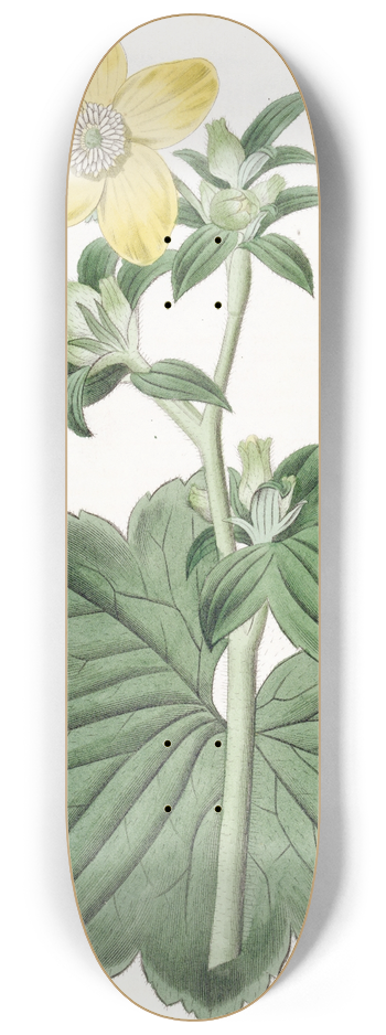 Sydenham Edwards - Large-leaved Candian Crowfoot 8.25 inch art skate deck