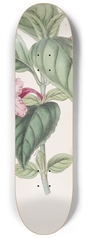 Sydenham Edwards - Lilac-flowered Ruellia 8.25 inch art skate deck