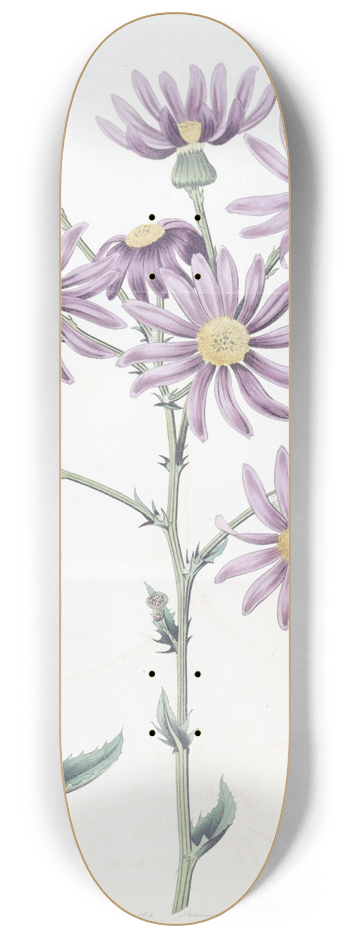 Sydenham Edwards - Lilac Senecio 8.25 inch art skate deck