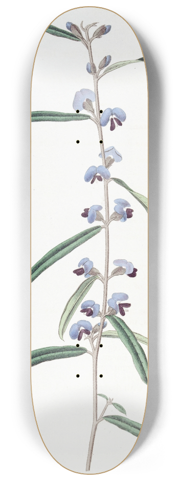 Sydenham Edwards - Linear-leaved Lanceolate Hovea 8.25 inch art skate deck