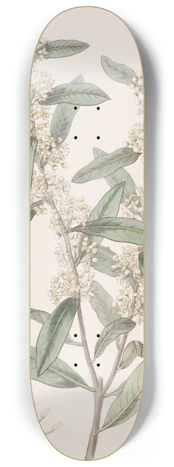 Sydenham Edwards - Long-leaved Duvaua 8.25 inch art skate deck