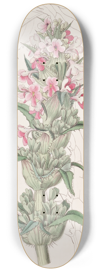 Sydenham Edwards - Long-leaved Morina 8.25 inch art skate deck