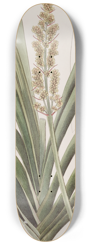 Sydenham Edwards - Long-leaved Xerotes 8.25 inch art skate deck