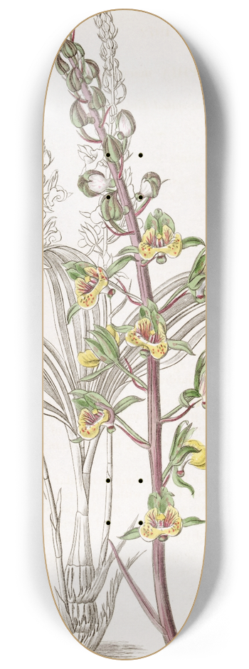 Sydenham Edwards - Long-spiked Eulophia 8.25 inch art skate deck