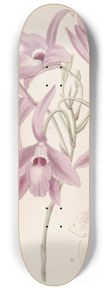 Sydenham Edwards - Long-stalked Laelia 8.25 inch art skate deck