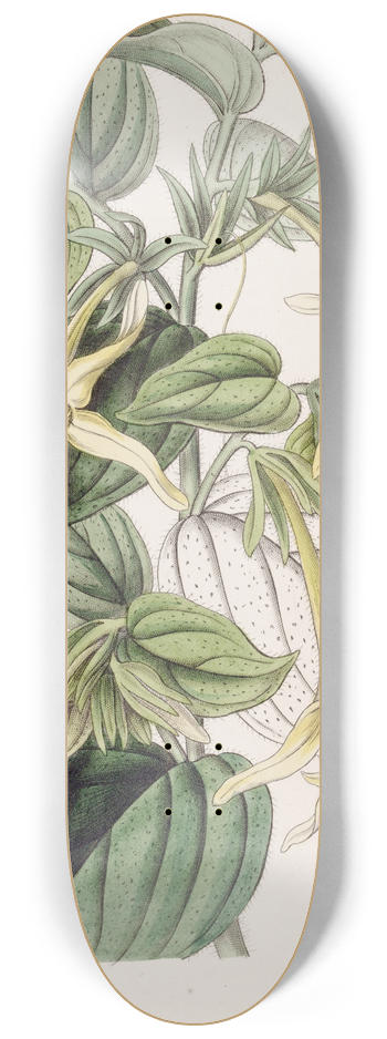 Sydenham Edwards - Long-stamened Macromeria 8.25 inch art skate deck