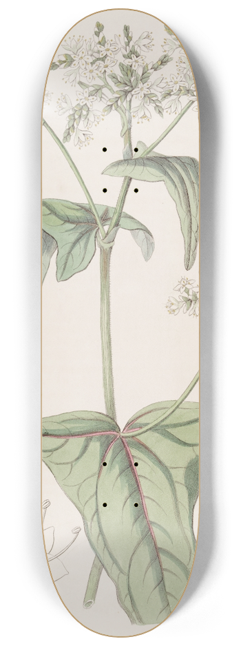 Sydenham Edwards - Loose-flowered Buckwheat 8.25 inch art skate deck