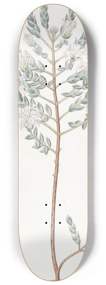 Sydenham Edwards - Lowly Pimelea 8.25 inch art skate deck