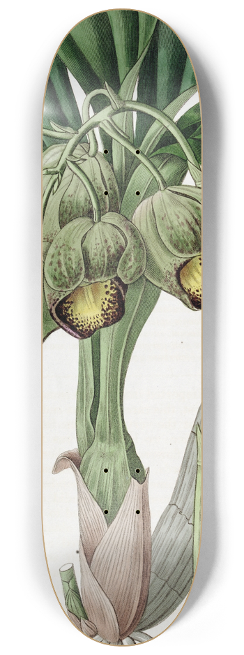 Sydenham Edwards - Lurid Catasetum 8.25 inch art skate deck