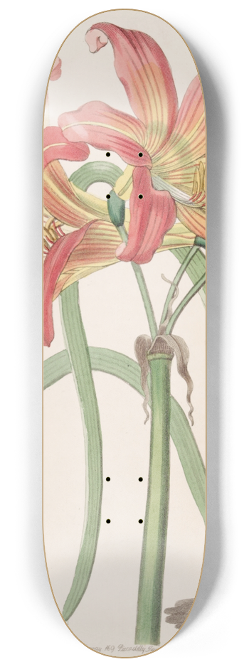 Sydenham Edwards - Meadow Habranthus 8.25 inch art skate deck
