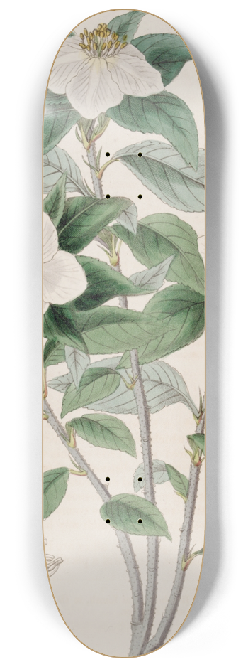 Sydenham Edwards - Medlar-like Lindleya 8.25 inch art skate deck