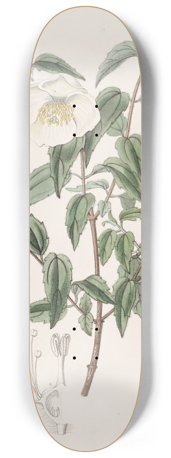 Sydenham Edwards - Mexican Syringa 8.25 inch art skate deck