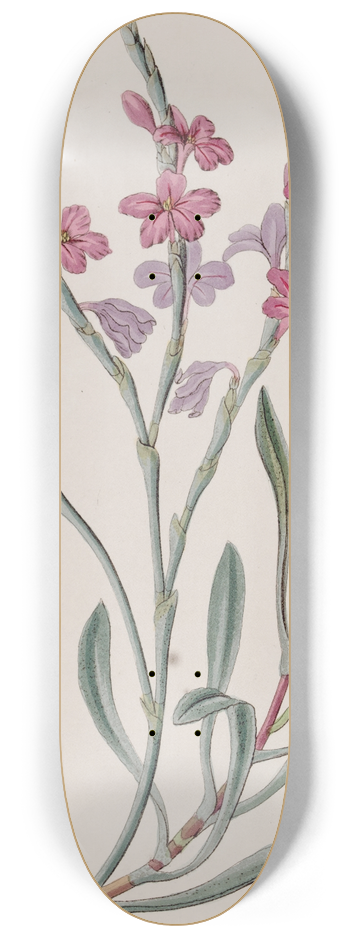 Sydenham Edwards - Monopetalous Sea Lavender 8.25 inch art skate deck