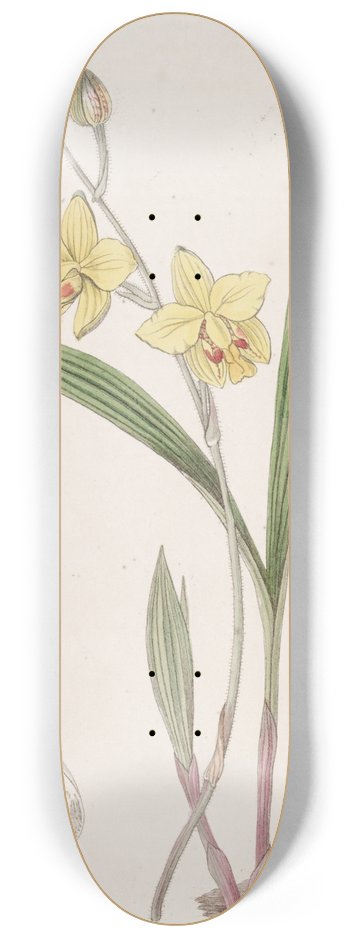 Sydenham Edwards - Mr. Fortunes Spathoglottis 8.25 inch art skate deck