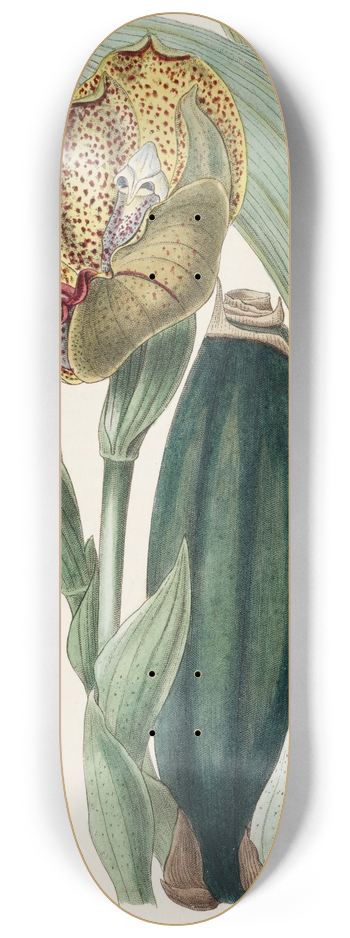 Sydenham Edwards - Mr. Ruckers Anguloa 8.25 inch art skate deck