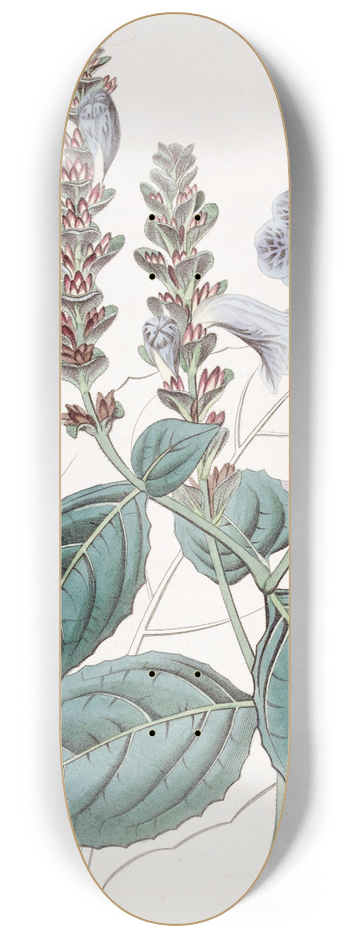 Sydenham Edwards - Mr. Sabines Ruellia 8.25 inch art skate deck