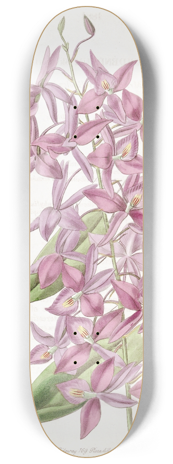Sydenham Edwards - Mr. Skinners Epidendrum 8.25 inch art skate deck