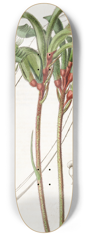 Sydenham Edwards - Narrow-leaved Manglesian Anigozanthus 8.25 inch art skate deck