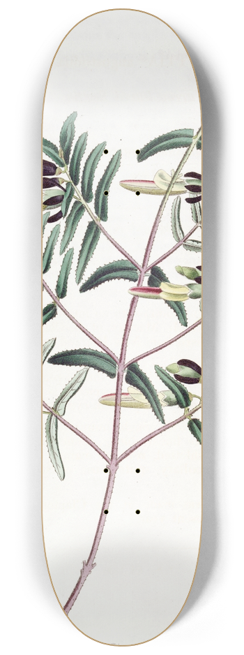 Sydenham Edwards - Narrow-leaved Scottia 8.25 inch art skate deck