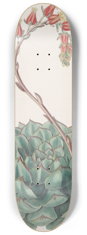 Sydenham Edwards - One-sided Echeveria 8.25 inch art skate deck