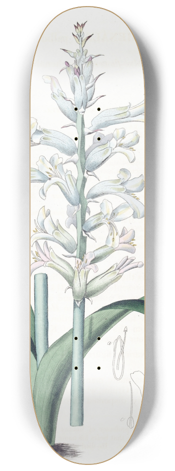 Sydenham Edwards - Pale-blue-flowered Lachenalia 8.25 inch art skate deck