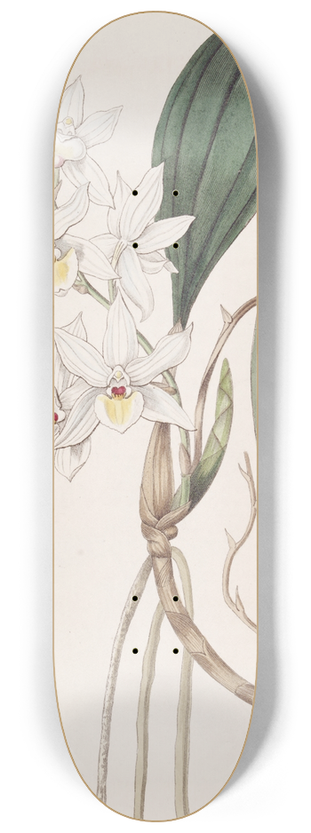 Sydenham Edwards - Pretty Aganisia 8.25 inch art skate deck