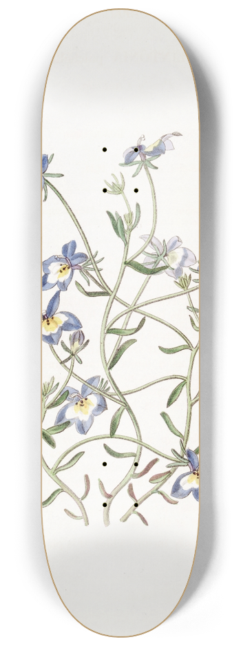 Sydenham Edwards - Pretty Clintonia 8.25 inch art skate deck