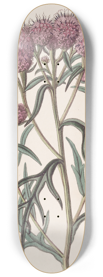 Sydenham Edwards - Pretty Saussurea 8.25 inch art skate deck