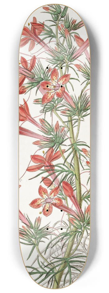 Sydenham Edwards - Ravenfooted Gilia 8.25 inch art skate deck