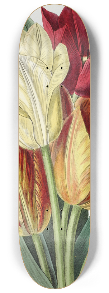 Sydenham Edwards - Rough-stemmed Tulip 8.25 inch art skate deck