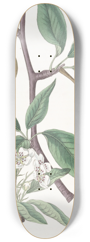 Sydenham Edwards - Sage-leaved Pear 8.25 inch art skate deck