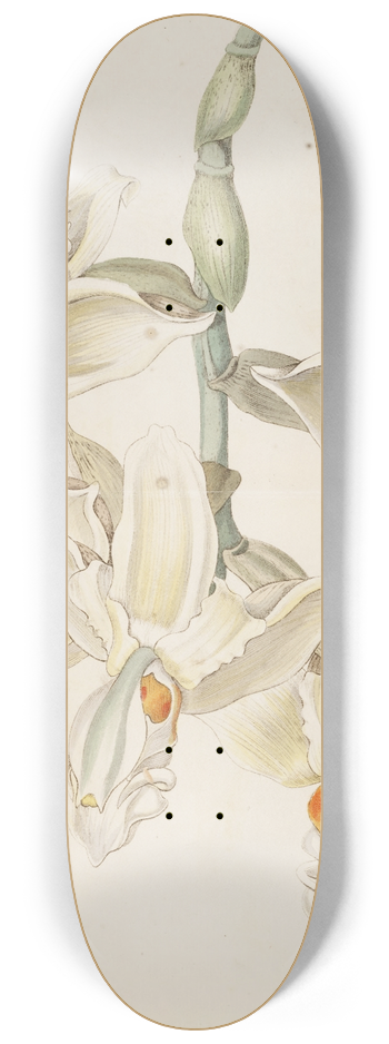 Sydenham Edwards - Scentless Stanhopea 8.25 inch art skate deck