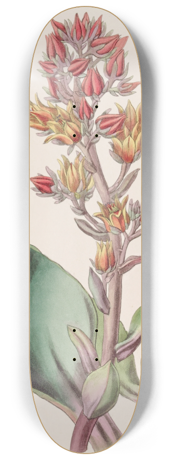 Sydenham Edwards - Sharp-leaved Echeveria 8.25 inch art skate deck