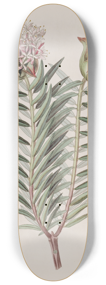 Sydenham Edwards - Showy Pimelea 8.25 inch art skate deck