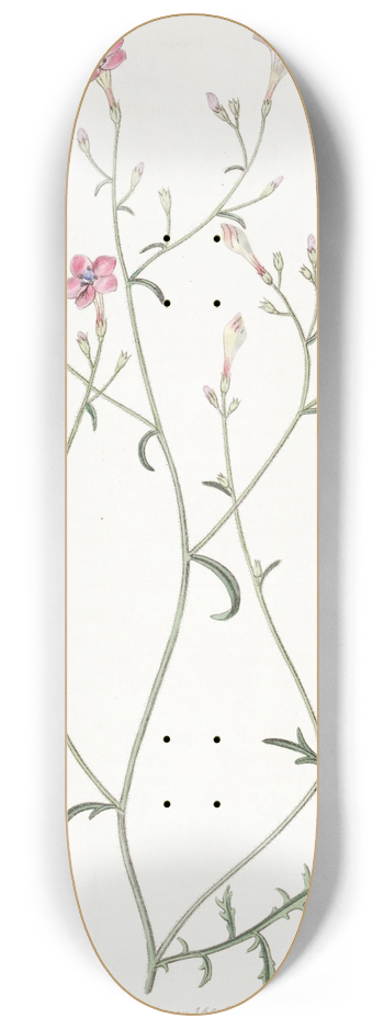 Sydenham Edwards - Slender-flowered Gilia 8.25 inch art skate deck