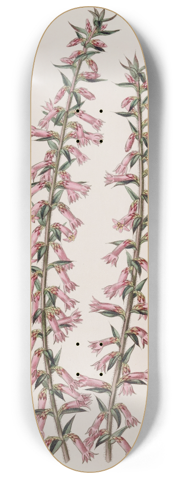 Sydenham Edwards - Small-flowered Pitted Epacris 8.25 inch art skate deck