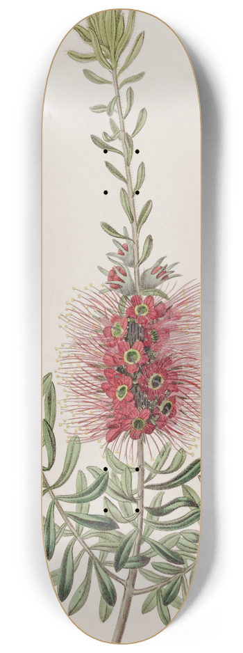Sydenham Edwards - Small-spiked Callistemon 8.25 inch art skate deck