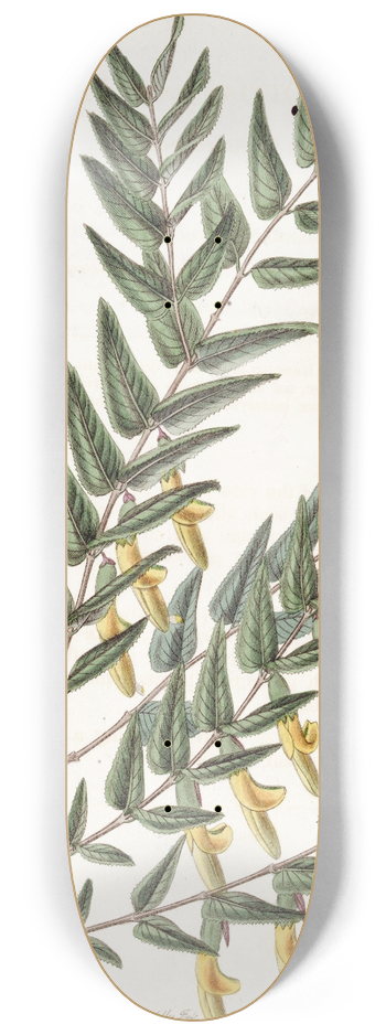 Sydenham Edwards - Smooth-brancched Scottia 8.25 inch art skate deck