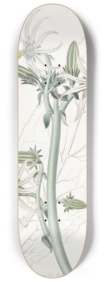 Sydenham Edwards - Smooth Michauxia 8.25 inch art skate deck