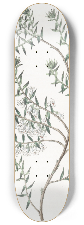 Sydenham Edwards - Snowy Epacris 8.25 inch art skate deck