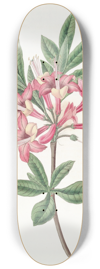Sydenham Edwards - Sparkling Azalea 8.25 inch art skate deck