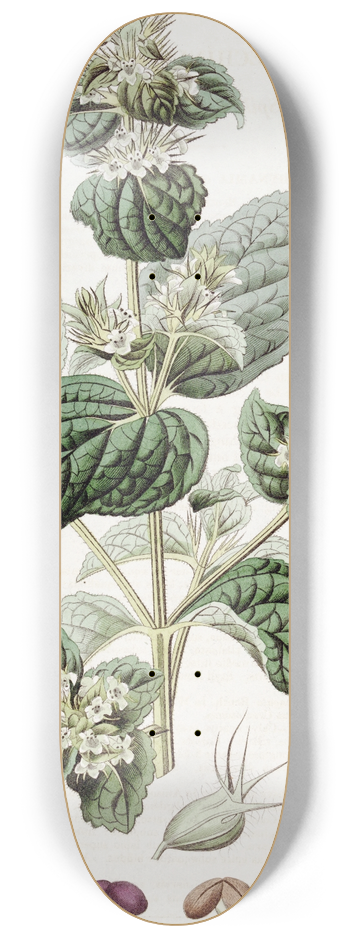 Sydenham Edwards - Spiked Lepechinia 8.25 inch art skate deck