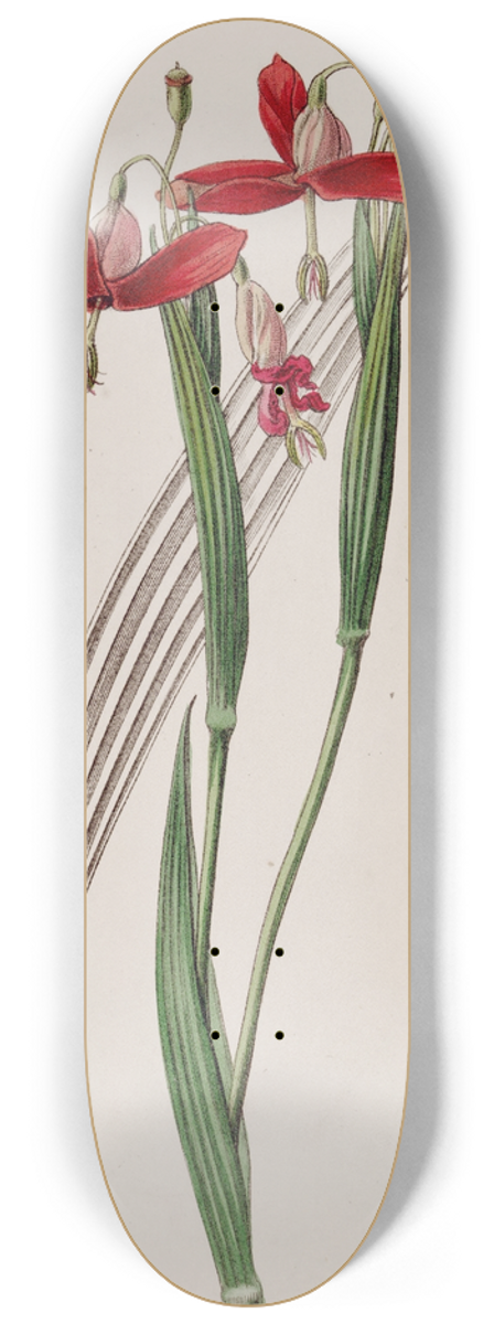 Sydenham Edwards - Spotless Stiffstalk 8.25 inch art skate deck