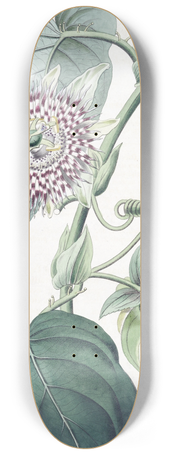 Sydenham Edwards - Strapped Passion-flower 8.25 inch art skate deck