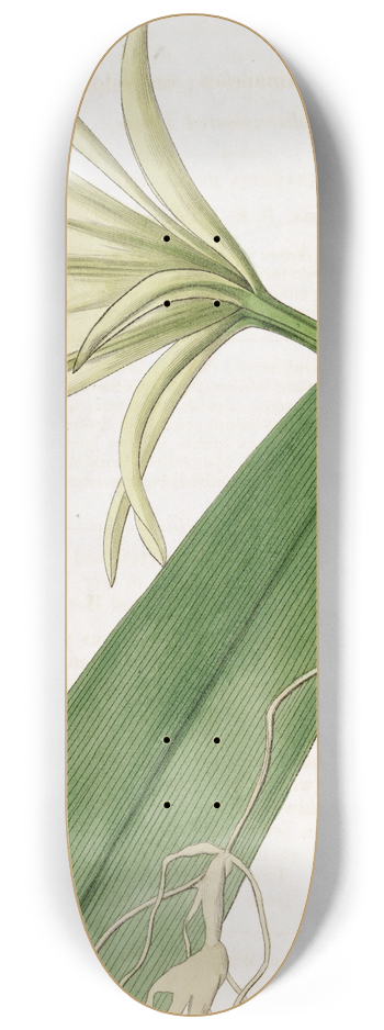 Sydenham Edwards - Sulphur-coloured Ismene 8.25 inch art skate deck