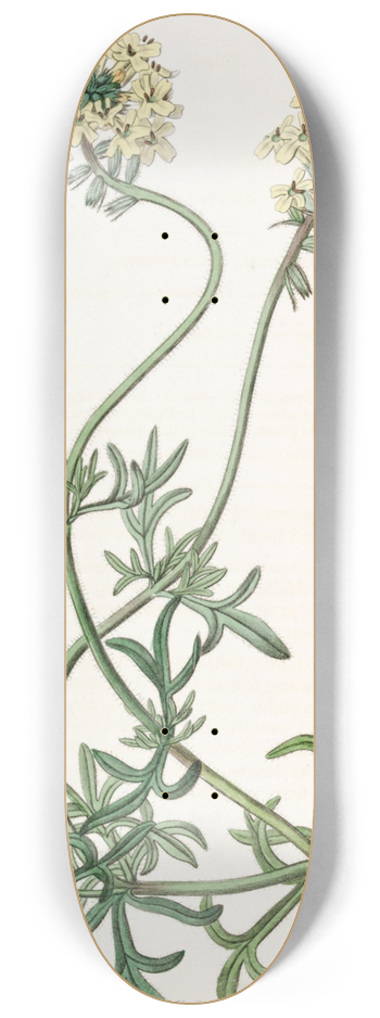 Sydenham Edwards - Sulphur-coloured Vervain 8.25 inch art skate deck