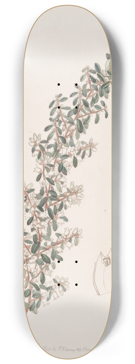 Sydenham Edwards - Sweet-scented Cryptandra 8.25 inch art skate deck